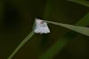 113587 – Photo : D. Martinez – Philippines