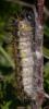 113614 – Photo : Christian Widmann – Suisse