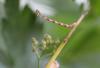 113406 – Photo : Insectesidf – France (61)