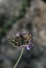 113405 – Photo : Insectesidf – France (46)