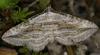 113025 – Photo : Pascal Vigneron – France (52)