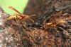 113448 – Photo : Gerard VIGO – Costa Rica