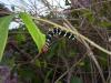 113986 – Photo : Anonyme – Guadeloupe