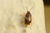113085 – Photo : Patrick Le Mao – France (22)