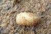 113082 – Photo : Patrick Le Mao – France (35)
