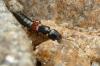 113078 – Photo : Patrick Le Mao – France (35)