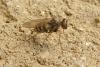 113080 – Photo : Patrick Le Mao – France (35)