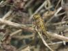 Orthetrum coerulescens