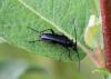 113822 – Photo : Insectesidf – France (61)