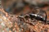 113442 – Photo : Gerard VIGO – Costa Rica