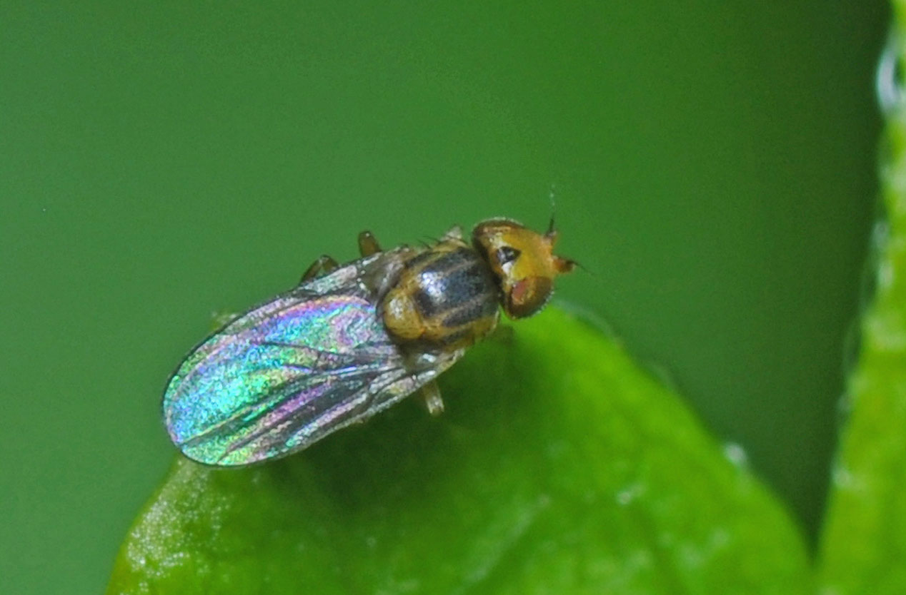 Christophe Quintin - Trachysiphonella sp. - réf. 113042 (1268 x 834 pixels, 110 ko)