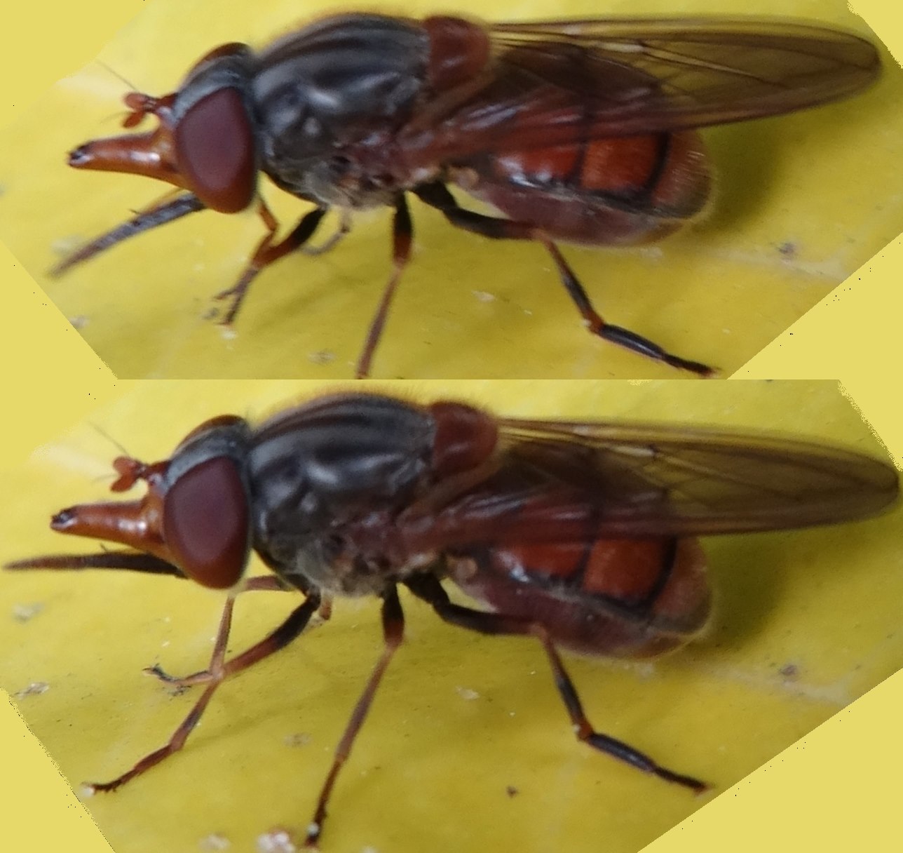 Jean Marc MERIGOT - Rhingia campestris - réf. 113023 (1288 x 1216 pixels, 178 ko)