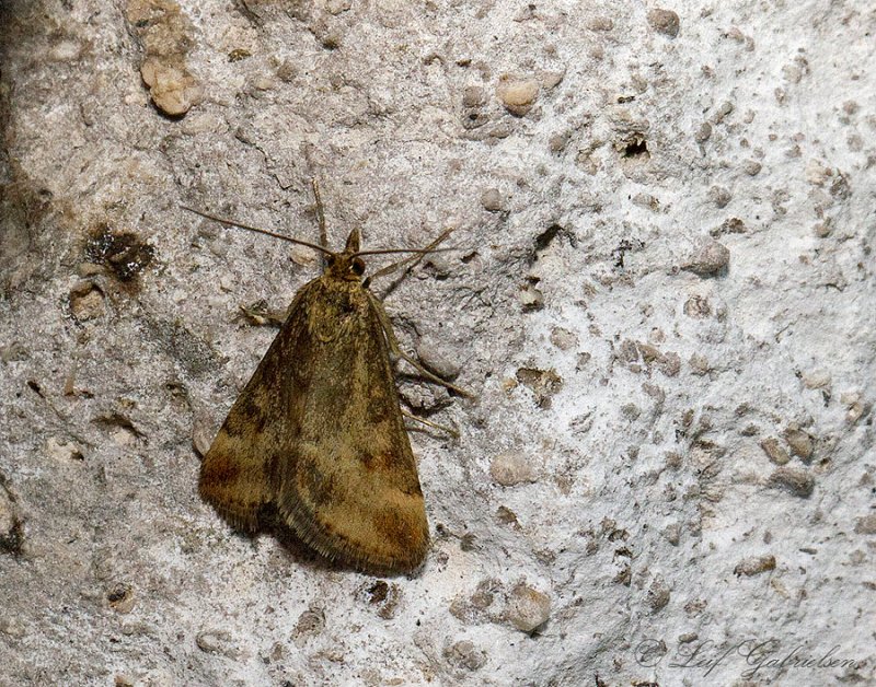 Leif Gabrielsen - Pyrausta despicata - réf. 113088 (800 x 628 pixels, 201 ko)