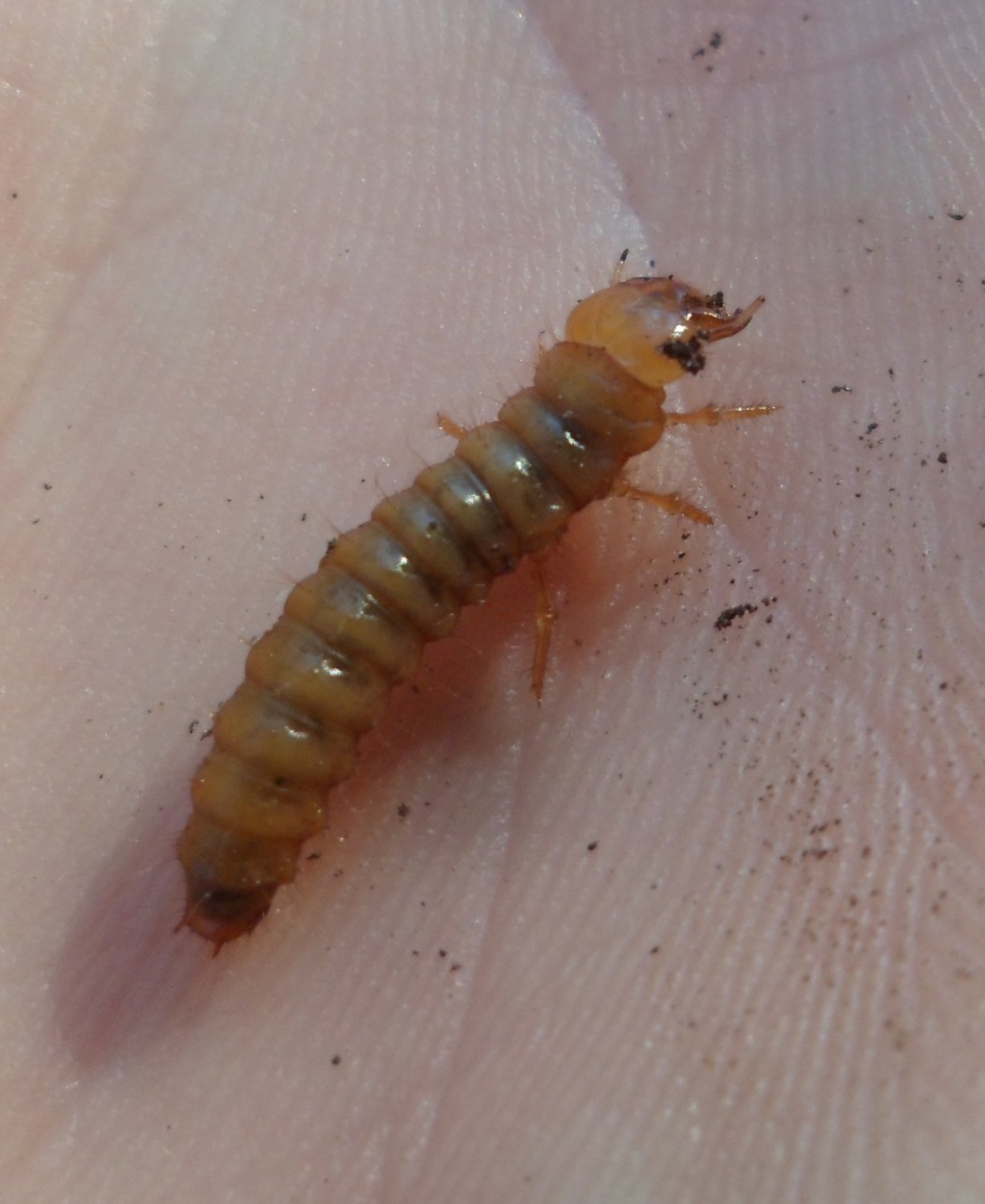 M. Bellifa - Dascillus cervinus - réf. 113693 (1227 x 1500 pixels, 167 ko)