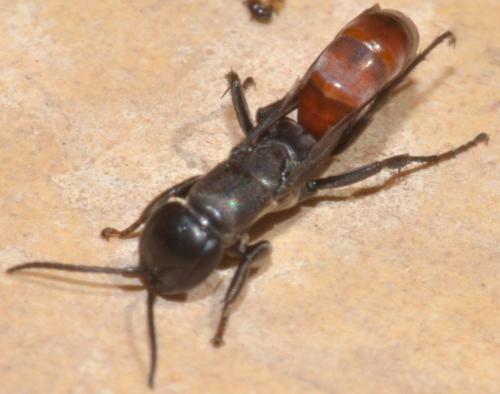 Aporus bicolor