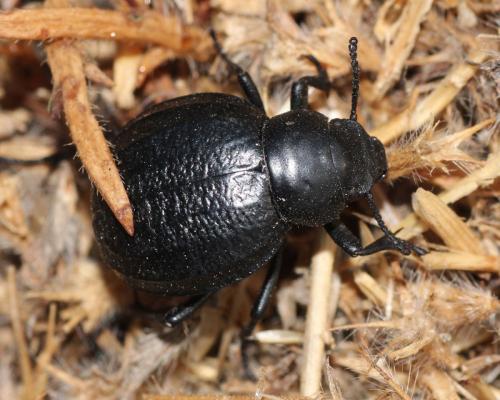 Pimelia angusticollis