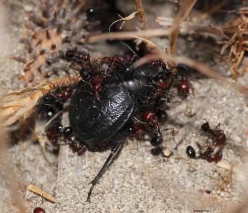 Pimelia angusticollis