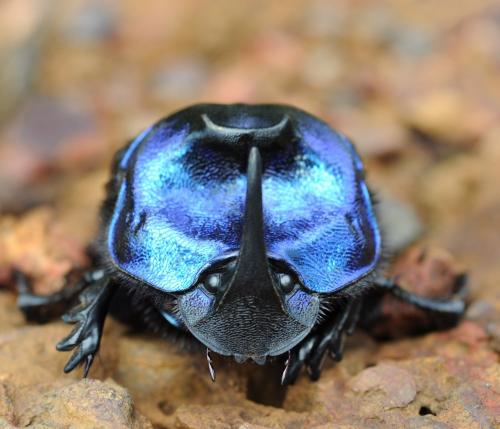 Réf. 114 835 : Coprophanaeus lancifer