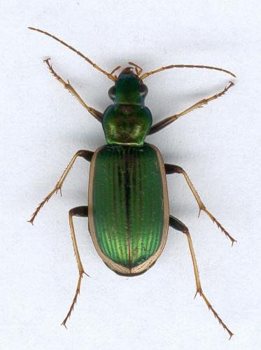 Réf. 114 551 : Chlaenius spoliatus