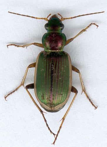 Réf. 114 552 : Chlaenius spoliatus