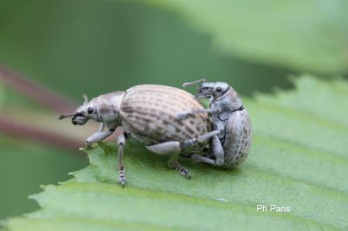 Attactagenus plumbeus