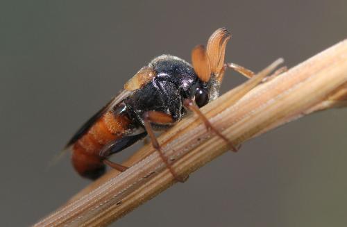 Réf. 114 995 : Ripiphorus subdipterus