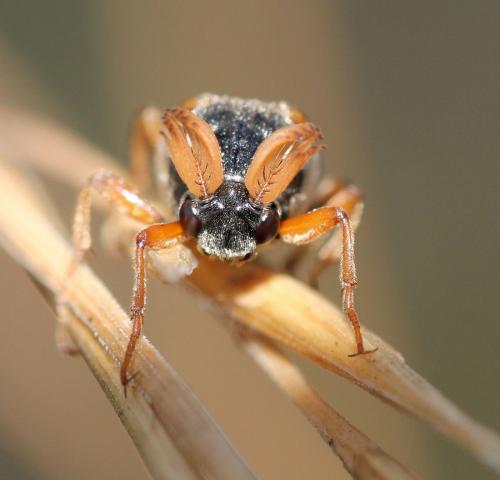 Réf. 114 996 : Ripiphorus subdipterus