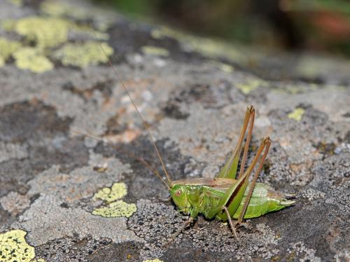 Bicolorana bicolor