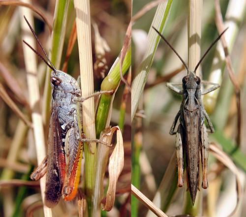 Chorthippus sp.