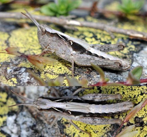 Chorthippus sp.