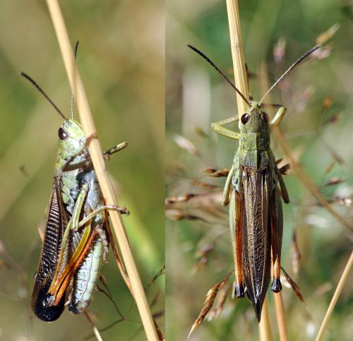 Réf. 114 165 : Stauroderus scalaris scalaris