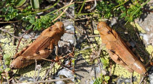 Réf. 114 166 : Psophus stridulus stridulus