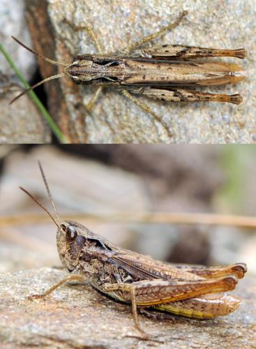 Réf. 114 177 : Chorthippus apricarius apricarius