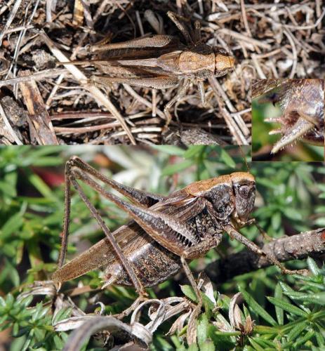 Réf. 114 128 : Platycleis albopunctata
