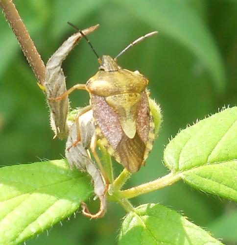 Carpocoris purpureipennis