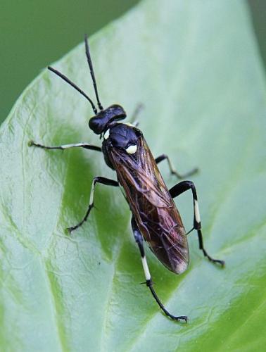 Réf. 114 847 : Macrophya duodecimpunctata