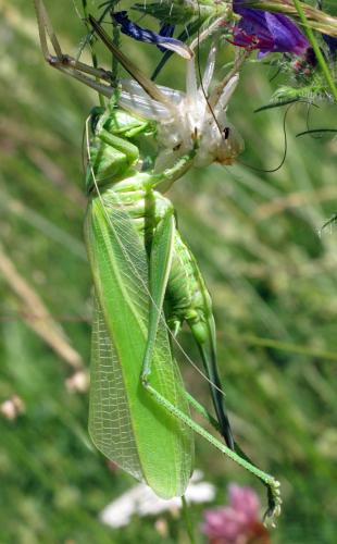 Réf. 114 103 : Tettigonia viridissima
