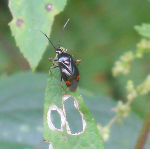 Réf. 114 183 : Deraeocoris ruber