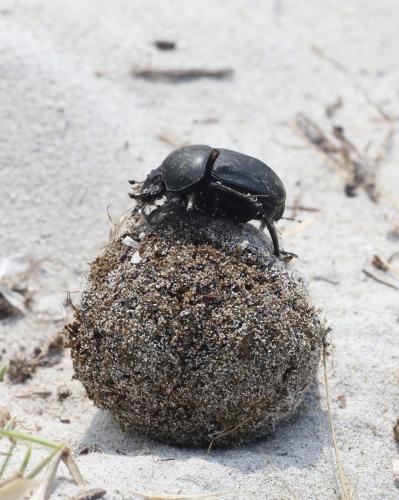 Scarabaeus sacer