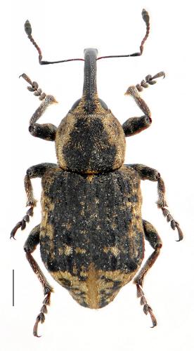 Grypus equiseti