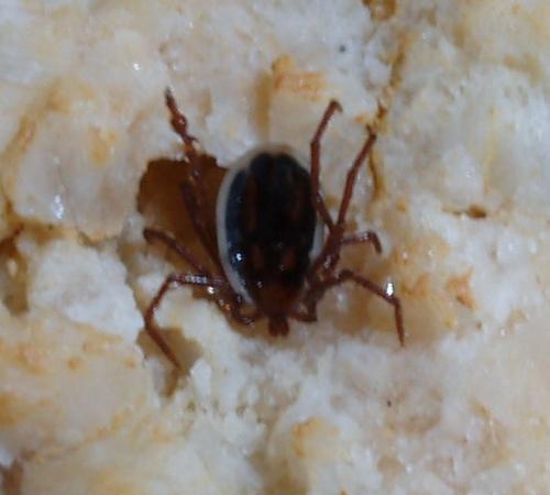 Eschatocephalus vespertilionis
