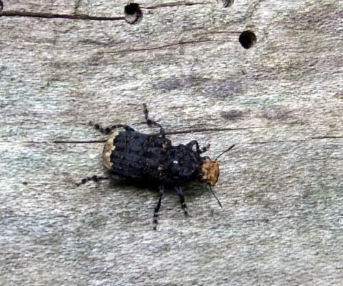 Réf. 114 303 : Platyrhinus resinosus