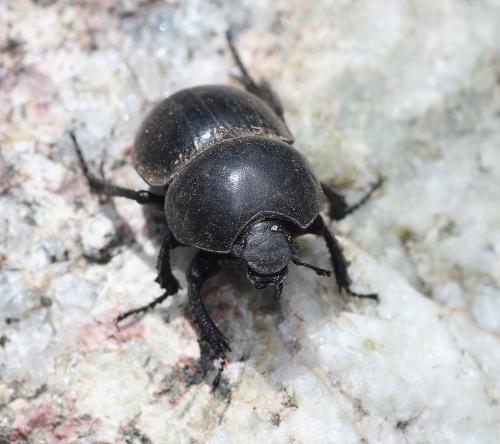 Thorectes geminatus