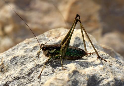 Rhacocleis annulata