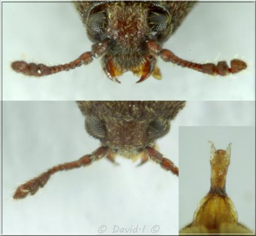 Trixagus sp.