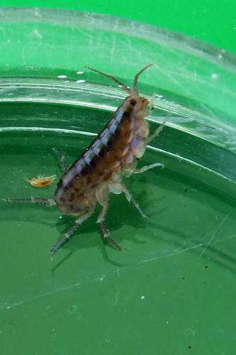 Orchestia sp.