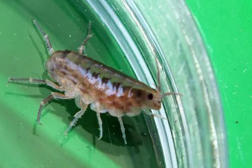 Orchestia sp.