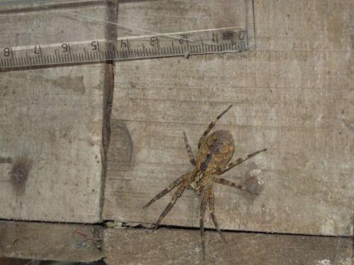 Zoropsis sp.