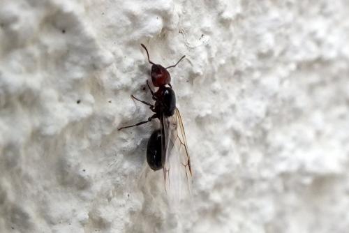 Réf. 114 129 : Crematogaster scutellaris