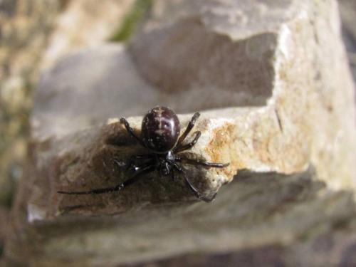 Steatoda sp.